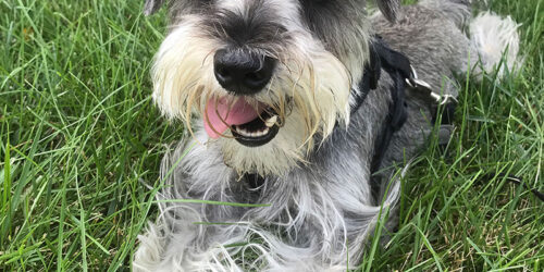 Odie Image