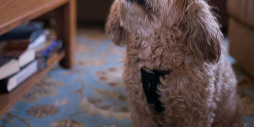 Chewie Image