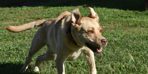 Barkley Image