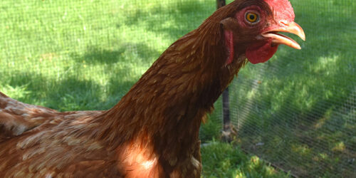 The Fab 4 Middleton Hens: Charlotte “The Worm Digger” Image