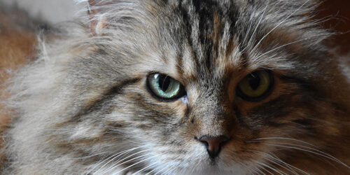 Lola Image