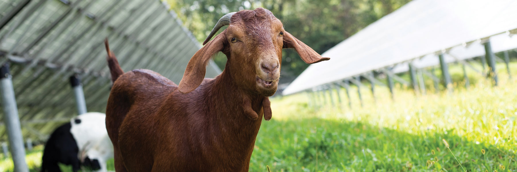 Unseen Peddie: The VIP Campus Tour