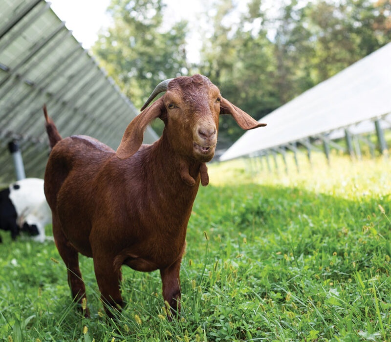 Goats fertilize the grass on the solar panel field