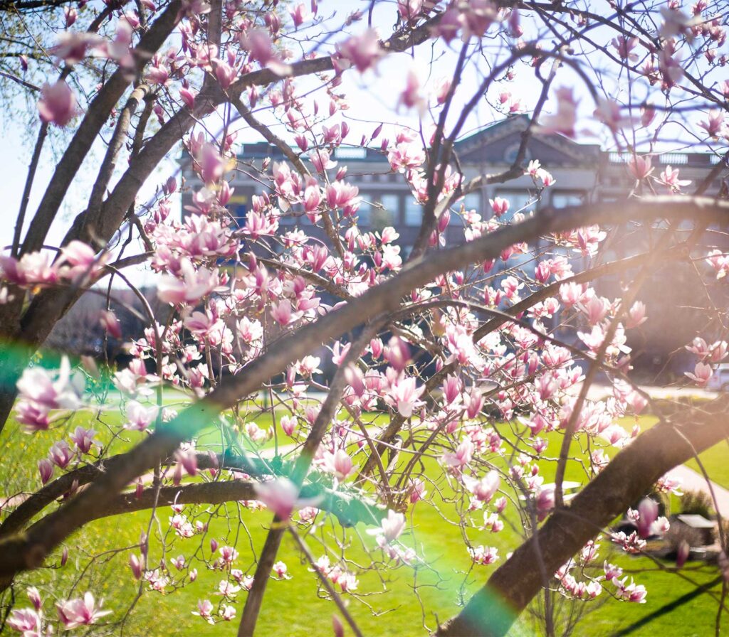 Magnolia Blooms Annenberg Hall