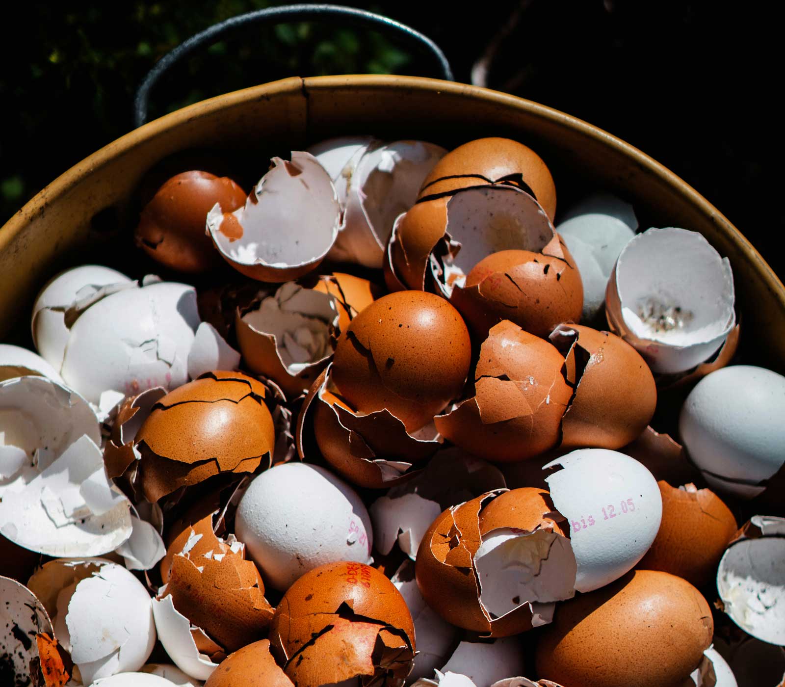 Egg Shell Composting