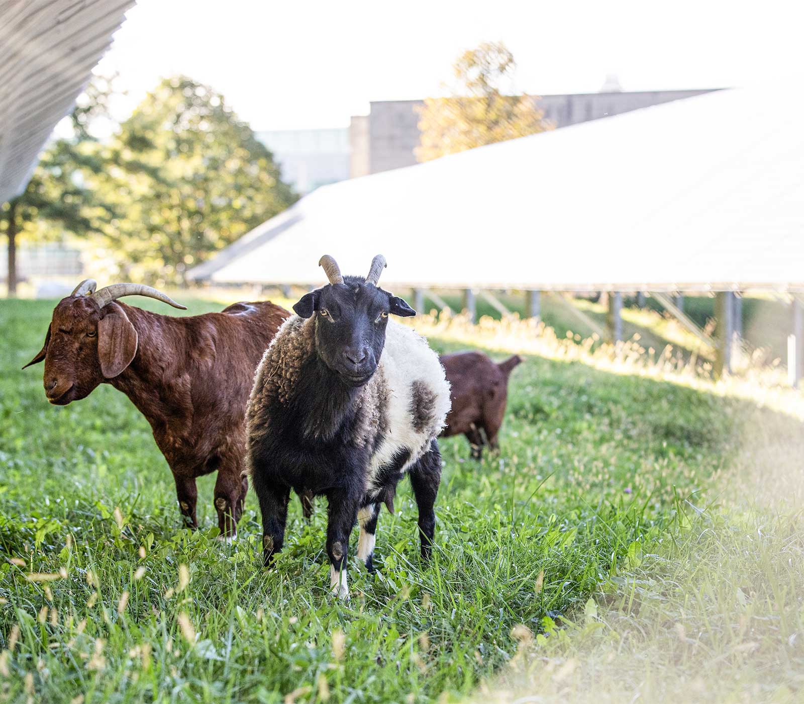 Peddie goats in the solar field